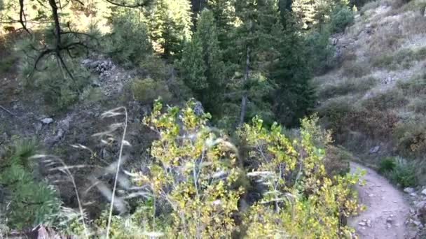 Titrek kavaklar Hiking Trail düşmek — Stok video