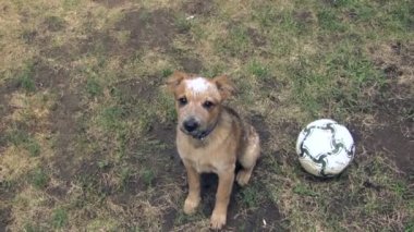 Futbol veya futbol topu oyun için yalvaran köpek yavrusu