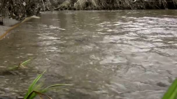 Sığ Sandy alt Creek yansıma — Stok video