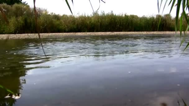 Creekside υγρότοπο Shot ροής νερού — Αρχείο Βίντεο