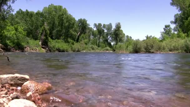Flyter nedströms floden i grön skog — Stockvideo