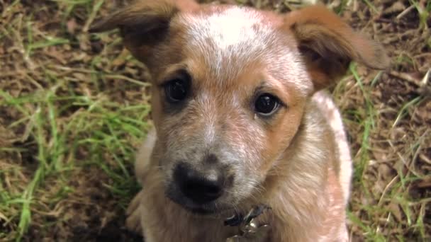 Chiot se faire traiter après s'être assis — Video