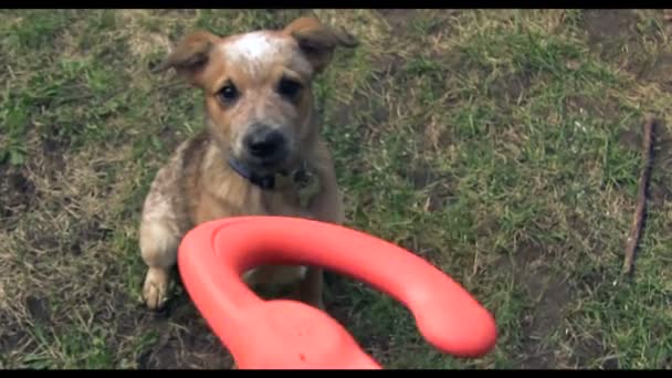 Cachorro salto para jugar juguete — Vídeos de Stock