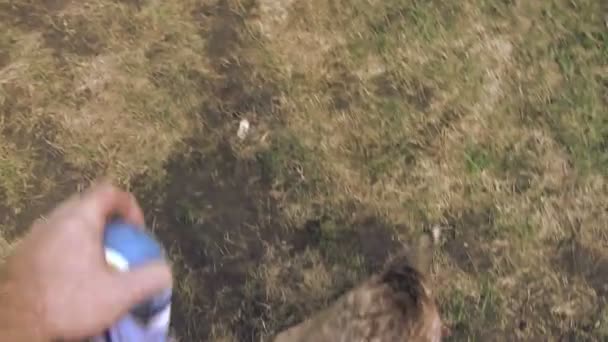 Chiot jouant avec la boule sur le jouet à cordes — Video