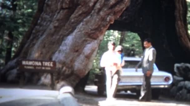 Bil som kör genom mammutträd träd — Stockvideo