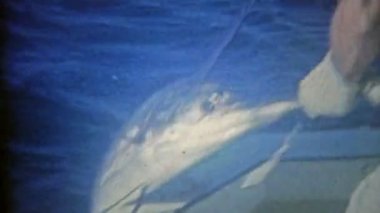yelken balığı yakaladı ve tekne içine çekti