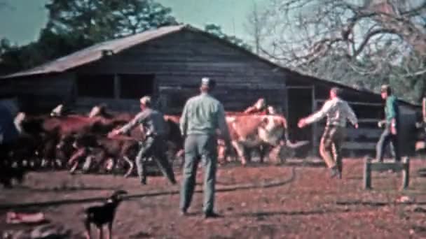 地元産の肉市場に牛を corralling の男性 — ストック動画