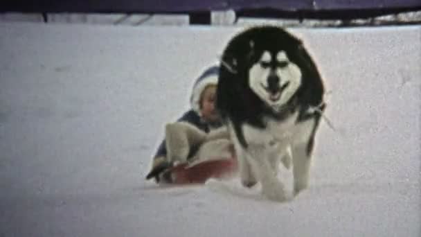 Perro tirando salvajemente niño en invierno trineo de nieve — Vídeo de stock