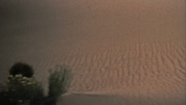 Tumbleweeds дме вниз пагорби великих піщаних дюн національного парку — стокове відео
