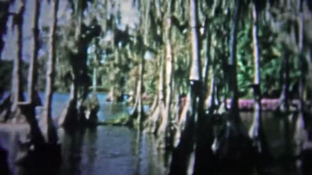 Banyan arbres sur le lac — Video