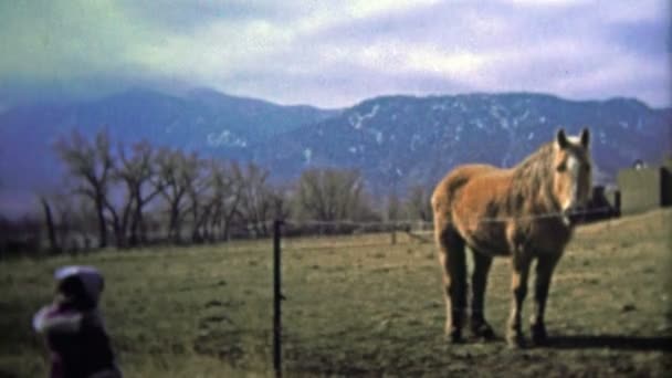 Chica mirando un caballo en el rancho en un día frío con estribaciones — Vídeo de stock