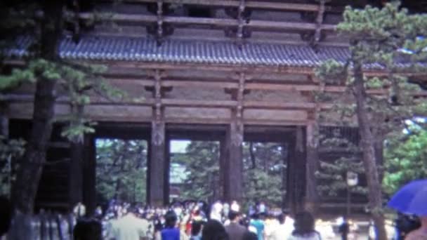 Venado del templo de Nara vagan por el parque — Vídeos de Stock