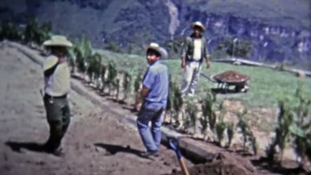 Zemědělský dělník pracovníky inklinovat k nadmořské výšce řadové pole — Stock video