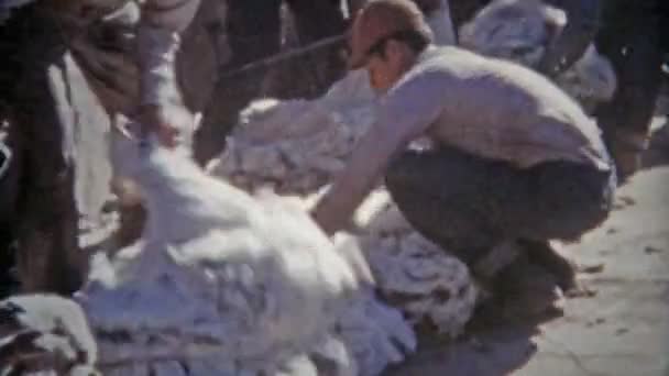 Schapen wol oogst — Stockvideo
