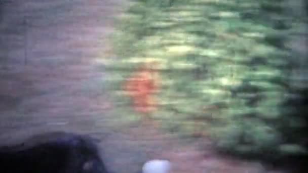 Hunden jagar barn runt gården — Stockvideo