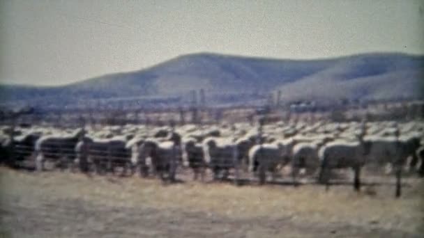 Sheep ranchers and  cowboys — Stock Video