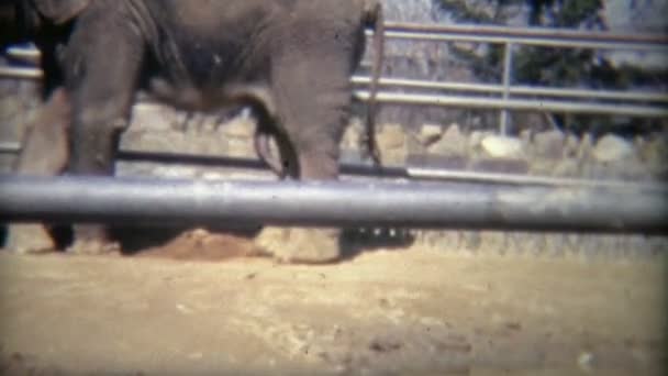 노천 케이지 코끼리 — 비디오