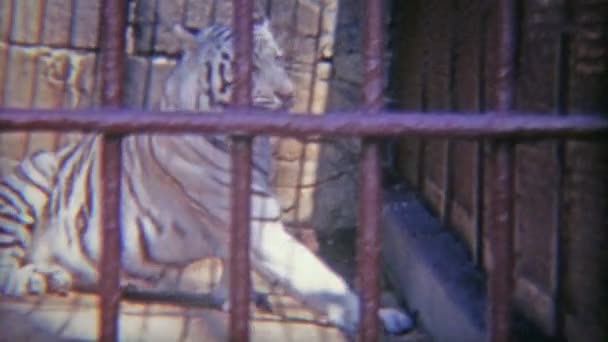 Snow tiger in kooi met dikke ijzeren staven — Stockvideo