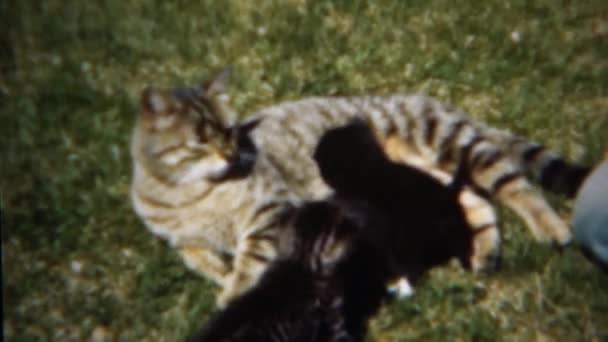 Maman chat pose sur l'herbe tandis que chatons câlin — Video