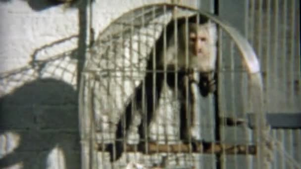 Singe pris au piège dans la cage — Video