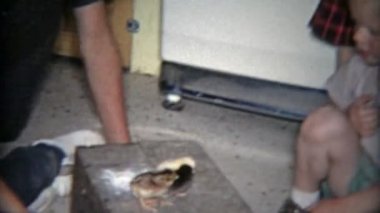 Bebek tavuk ile evinde oynayan çocuklar 