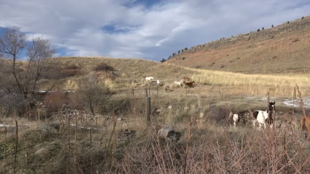 Wild horses running downhill from ranch — Stock Video