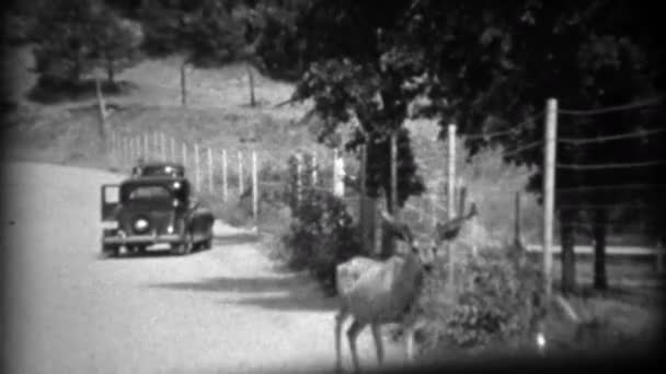 Reh versteckt sich mitten auf der Straße — Stockvideo