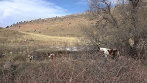 Cavalos escondidos atrás de árvores bebida de cume de riacho — Vídeo de Stock