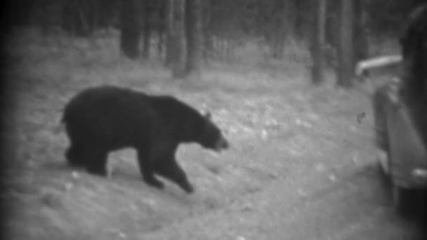 Alimentando urso selvagem da janela do carro — Vídeo de Stock