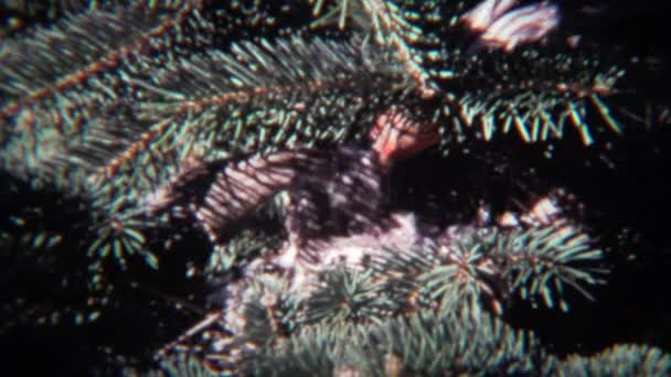 Karmienie noworodka piskląt ptaków — Wideo stockowe