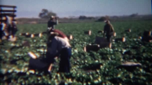Trabalhadores que colhem morangos nos campos — Vídeo de Stock