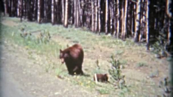 Orso grizzly con due piccoli cuccioli — Video Stock