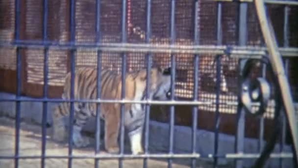 Бенгальский тигр в клетке зоопарка — стоковое видео