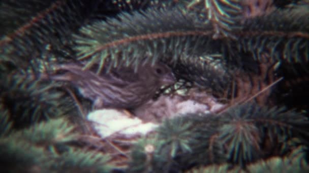 鳥が松の木に巣を訪問します。 — ストック動画