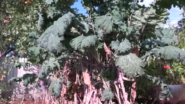 Plantas de couve russas crescendo no jardim de outono — Vídeo de Stock