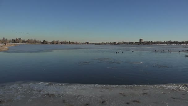 Bandada de gansos aves acuáticas en el lago de invierno — Vídeos de Stock