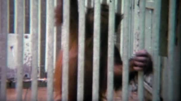 Dětská orangutan odděleno od matky za mřížemi — Stock video