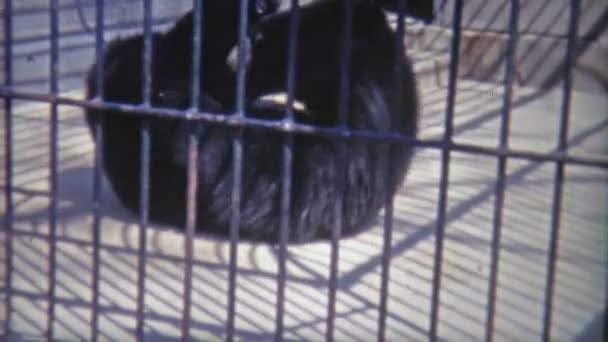 Bear rolling around in inhumane cage — Stock Video