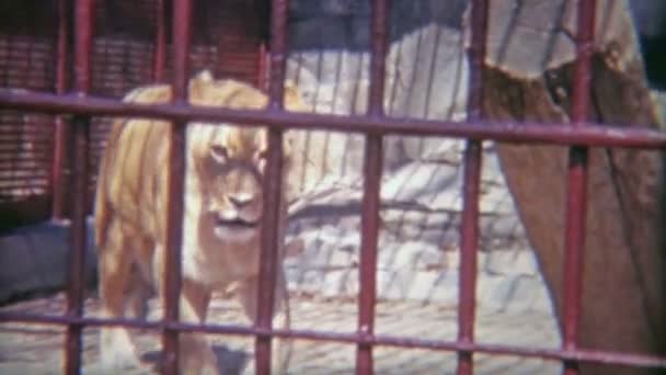 Female lion locked in tiny zoo cage — Stock Video