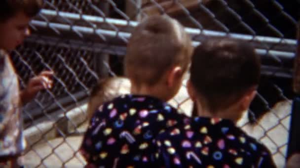 Meninos alimentando cabras no zoológico de crianças — Vídeo de Stock