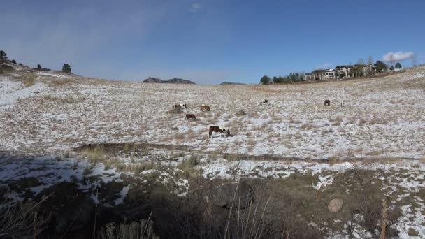 Кінь пасе сніг покритий травою — стокове відео