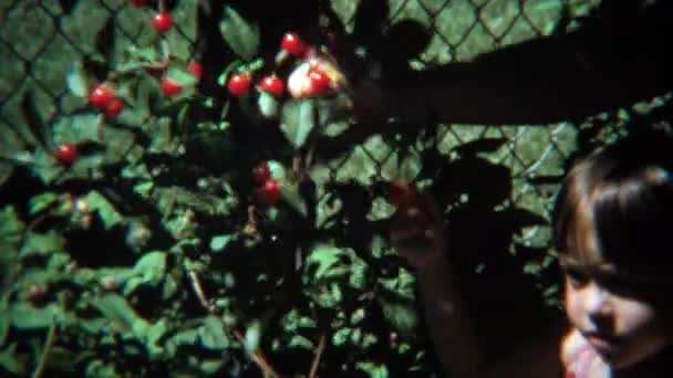 Ragazza che raccoglie ciliegie dai rami degli alberi — Video Stock