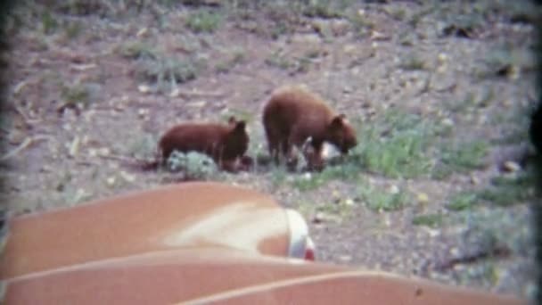 Urso filhotes e urso mãe — Vídeo de Stock