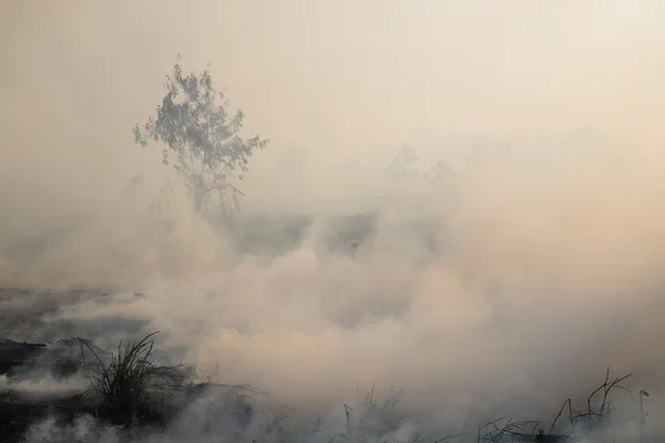 Campo Humo Después Del Incendio Forestal — Foto de Stock