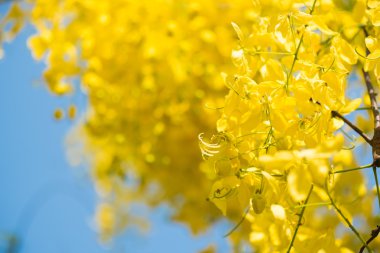 Altın duş çiçek yakın çekim.