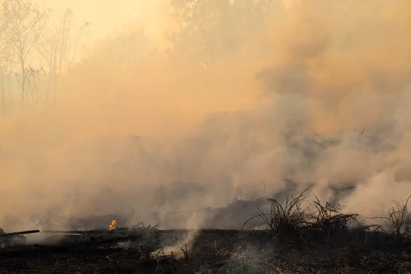 Campo Fumaça Após Fogo Selvagem — Fotografia de Stock