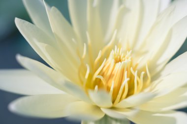 Lily su, yakın çekim