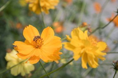bir arı çiçeklerle sarı casmos.