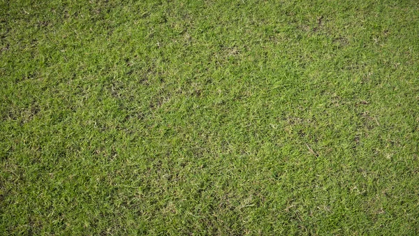 Fundo campo greensward — Fotografia de Stock