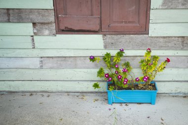 Ahşap duvar yakınındaki mavi bir tencerede pembe çiçek.